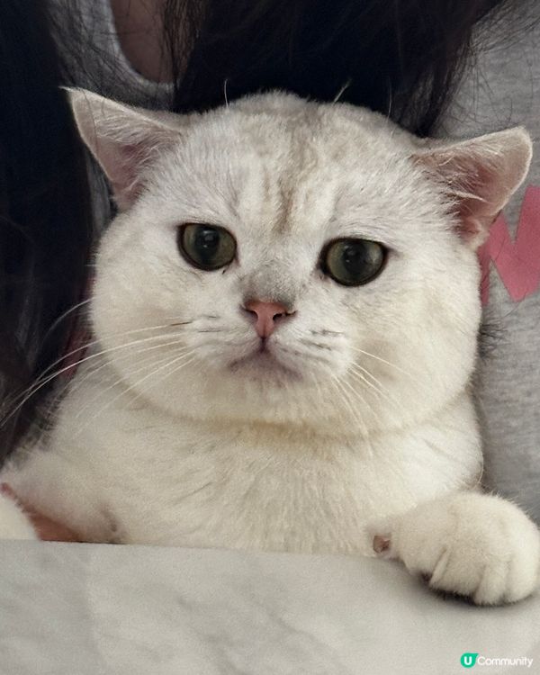 奴才終於捉住主子啦！🐾