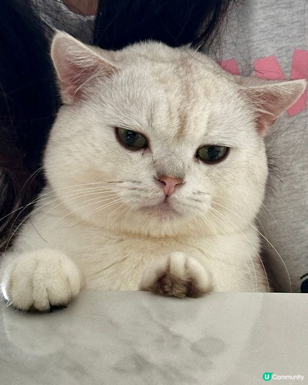 奴才終於捉住主子啦！🐾