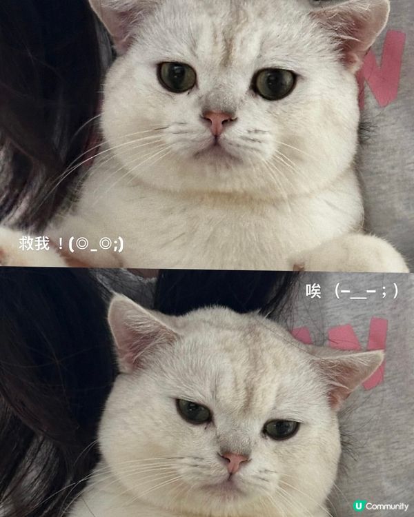 奴才終於捉住主子啦！🐾