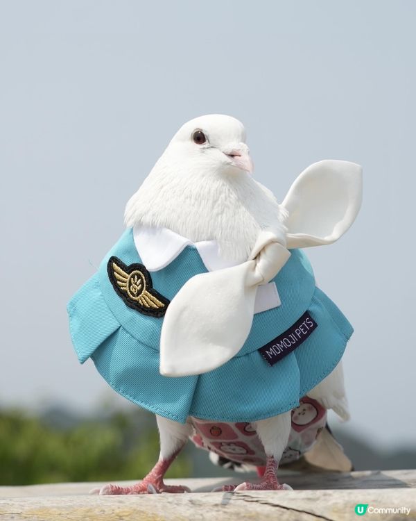 Momoji全新空姐系列｢Nectarine｣登場