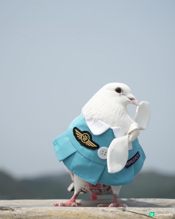 Momoji全新空姐系列｢Nectarine｣登場