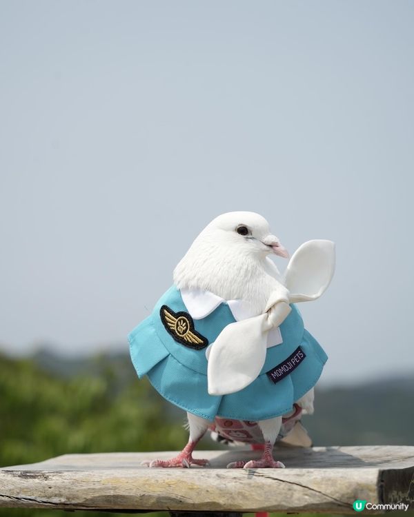 Momoji全新空姐系列｢Nectarine｣登場