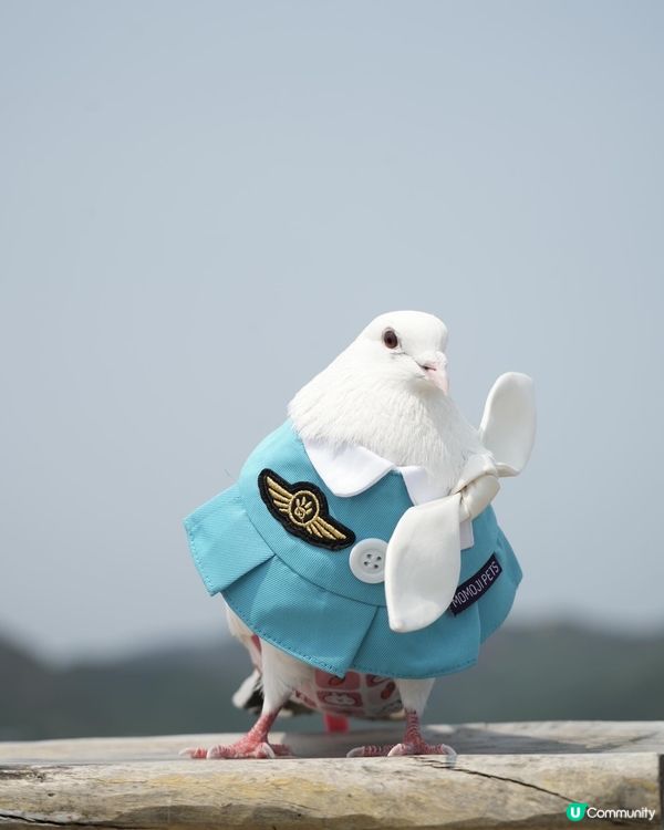 Momoji全新空姐系列｢Nectarine｣登場