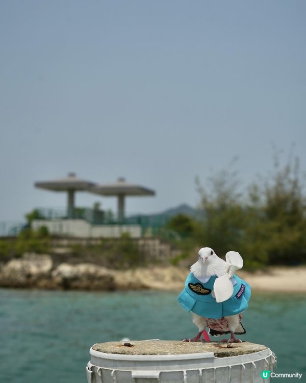 Momoji全新空姐系列｢Nectarine｣登場