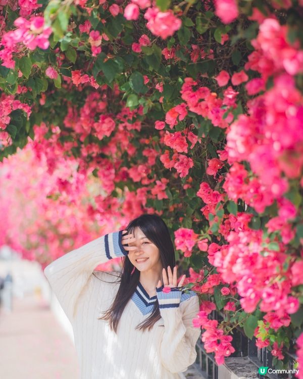 簕杜鵑真係好靚