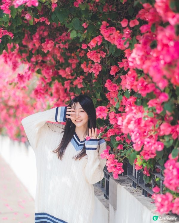 簕杜鵑真係好靚