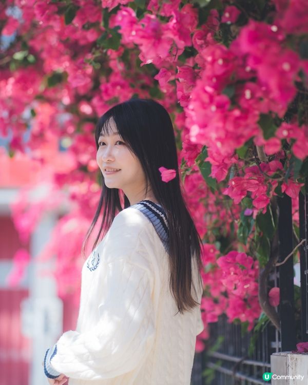 簕杜鵑真係好靚