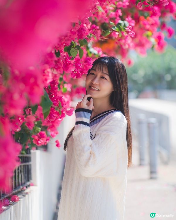 簕杜鵑真係好靚