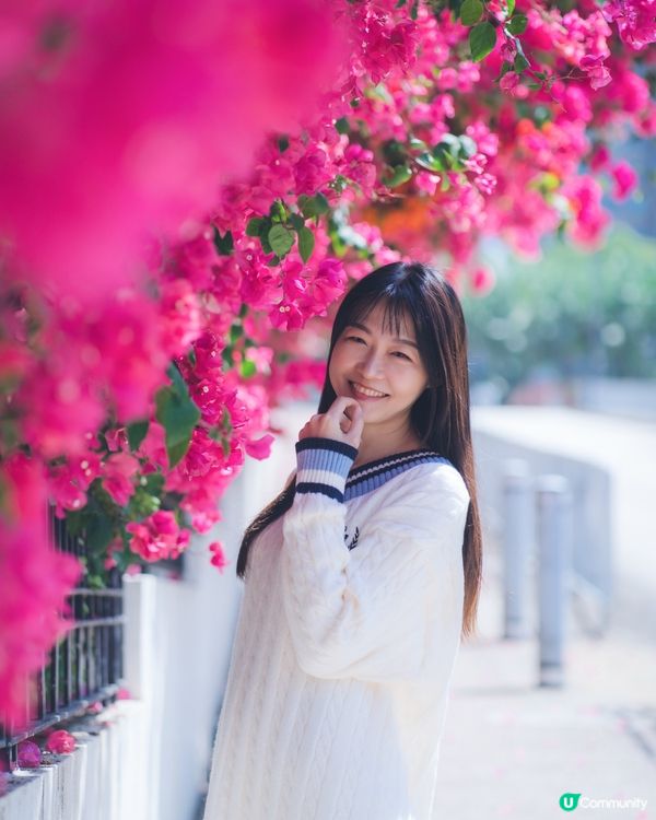 簕杜鵑真係好靚