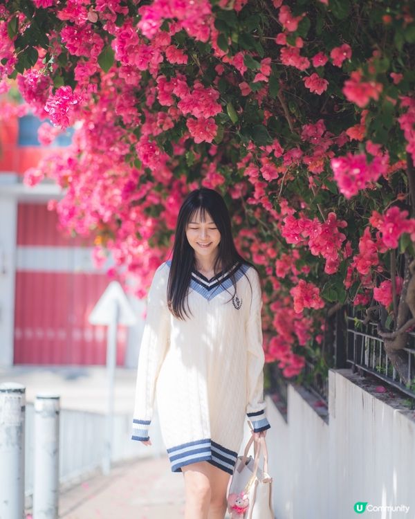 簕杜鵑真係好靚