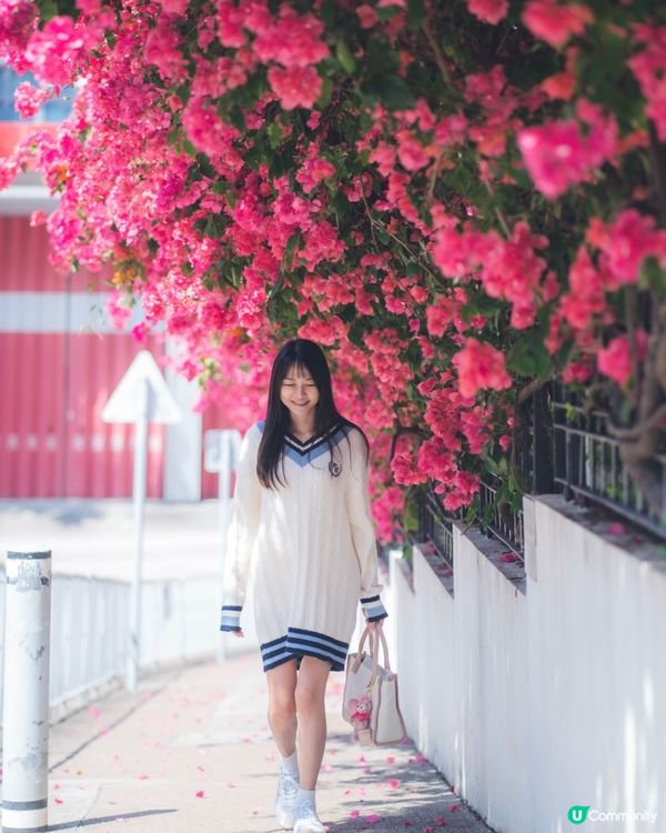 簕杜鵑真係好靚