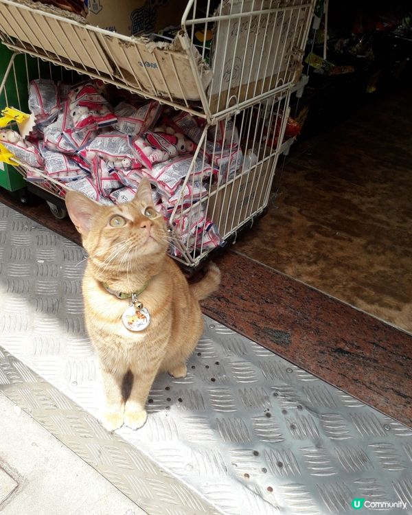 望天打掛的貓，你可奈何？