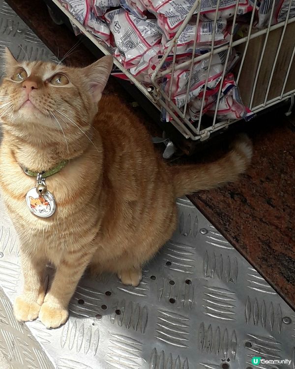 望天打掛的貓，你可奈何？