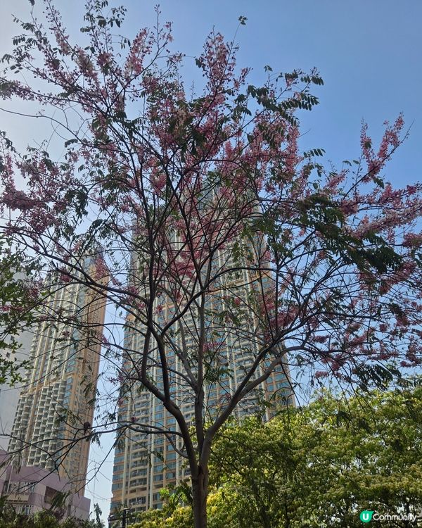 #UCreator #打卡美食 #好去處 #全新景點 #ch...