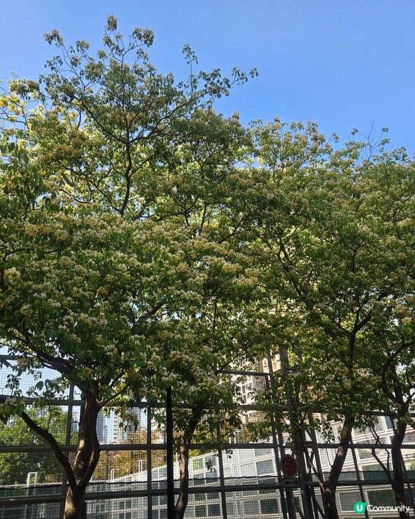 #UCreator #打卡美食 #好去處 #全新景點 #ch...