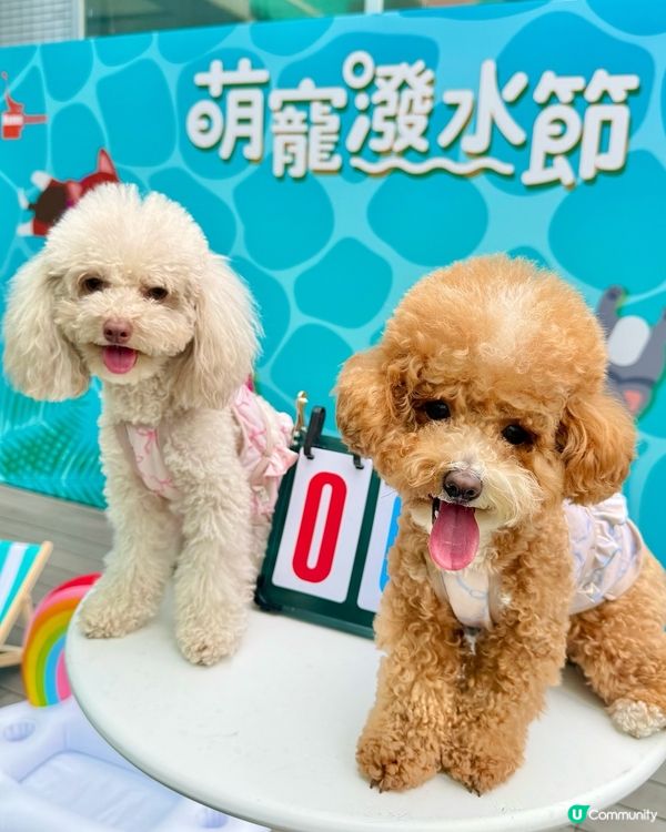 🐶💦萌寵潑水節！玩到濕晒都唔怕！😎