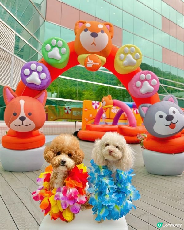 🐶💦萌寵潑水節！玩到濕晒都唔怕！😎