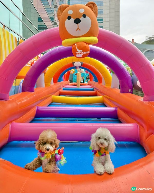 🐶💦萌寵潑水節！玩到濕晒都唔怕！😎