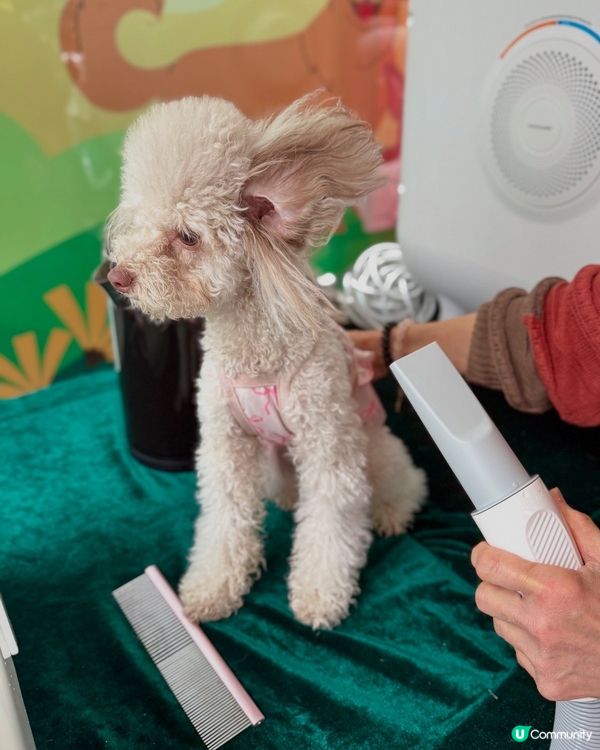 🐶💦萌寵潑水節！玩到濕晒都唔怕！😎