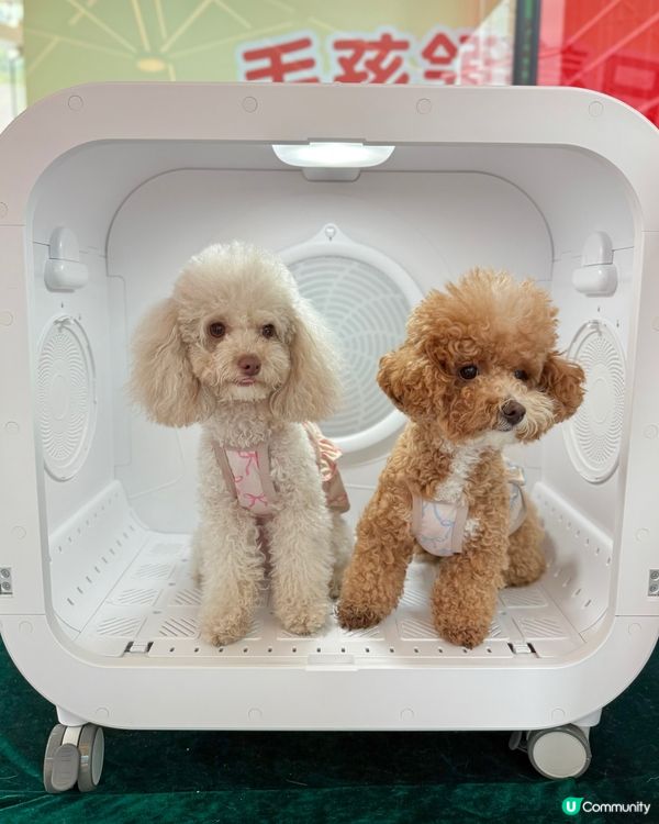 🐶💦萌寵潑水節！玩到濕晒都唔怕！😎