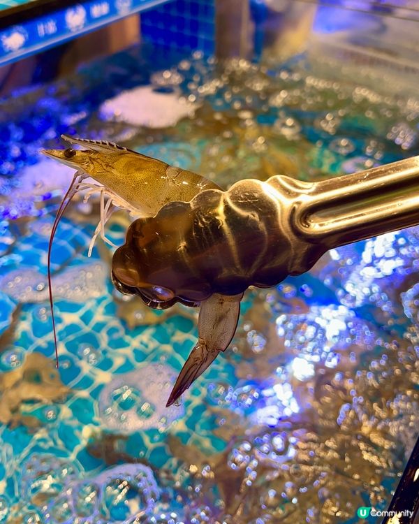 觀塘｜泰式鮑魚海蝦火鍋放題🦐｜👶🏻🍚Reels