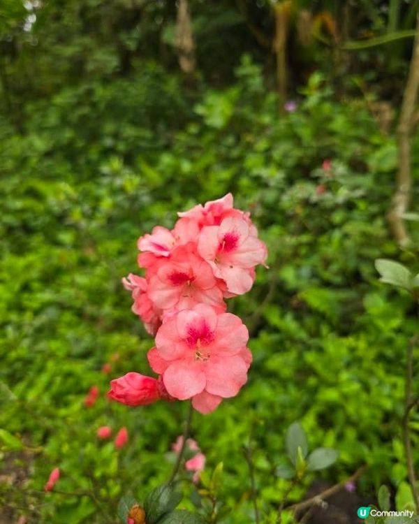 ## 梧桐山杜鵑花海🌸  賞花攻略