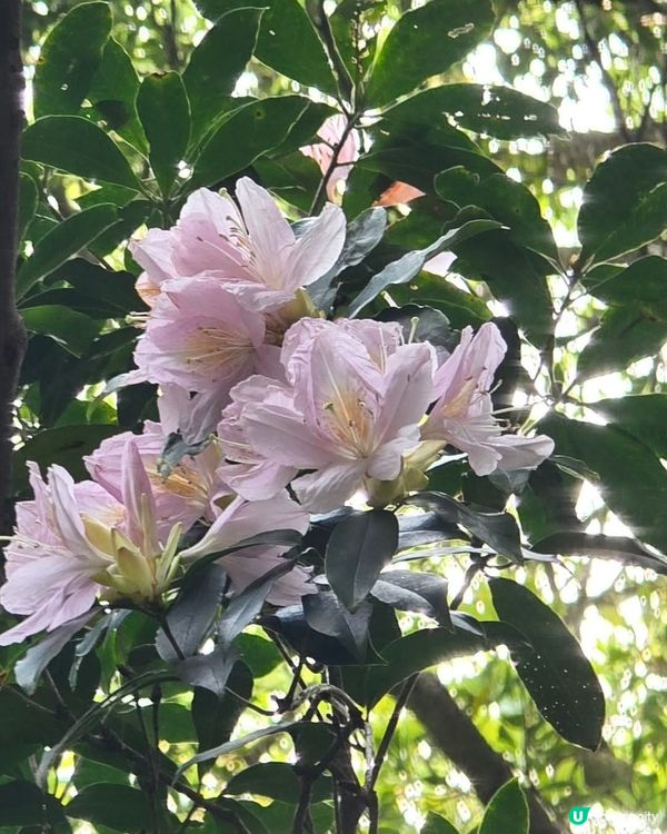 ## 梧桐山杜鵑花海🌸  賞花攻略