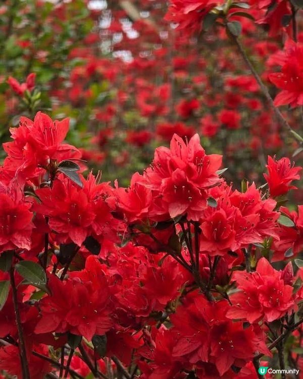 ## 梧桐山杜鵑花海🌸  賞花攻略