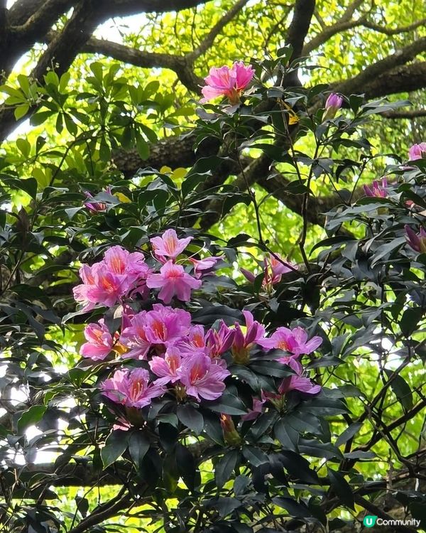 ## 梧桐山杜鵑花海🌸  賞花攻略