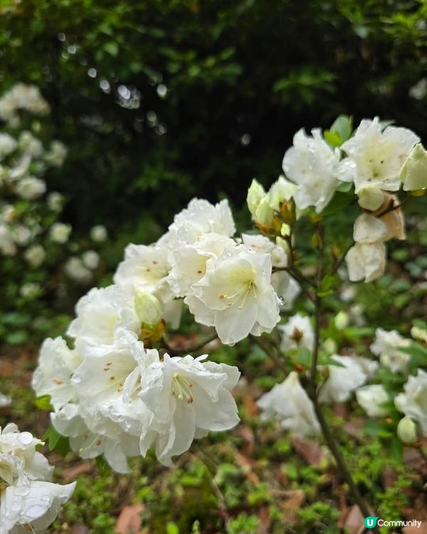 ## 梧桐山杜鵑花海🌸  賞花攻略