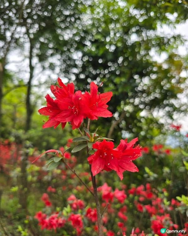 ## 梧桐山杜鵑花海🌸  賞花攻略