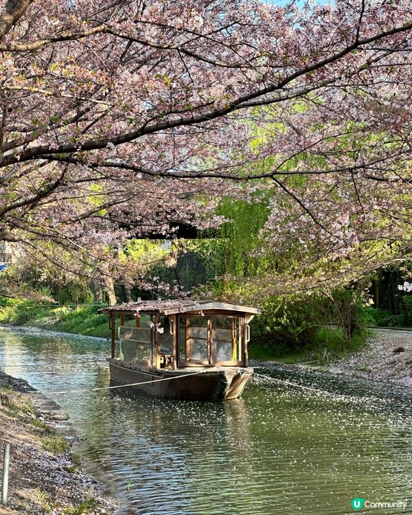 春天京都熱門賞櫻#必去伏見十石舟