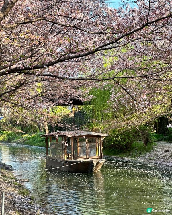 春天京都熱門賞櫻#必去伏見十石舟