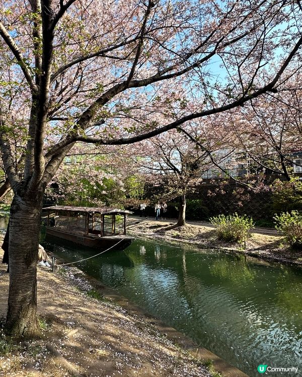 春天京都熱門賞櫻#必去伏見十石舟