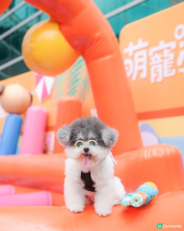 / 最新人寵活動 • 萌寵潑水節🌟 /