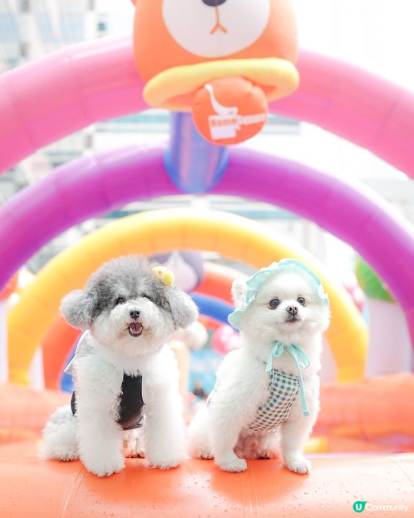 / 最新人寵活動 • 萌寵潑水節🌟 /