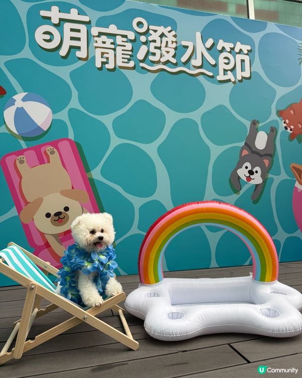香港都有潑水節啦，仲要可以帶埋寵物同小朋友一齊去玩