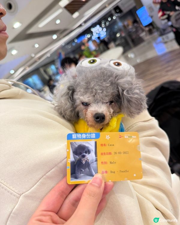 香港都有潑水節啦，仲要可以帶埋寵物同小朋友一齊去玩