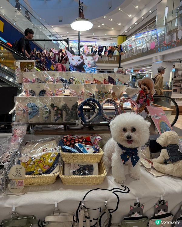 香港都有潑水節啦，仲要可以帶埋寵物同小朋友一齊去玩