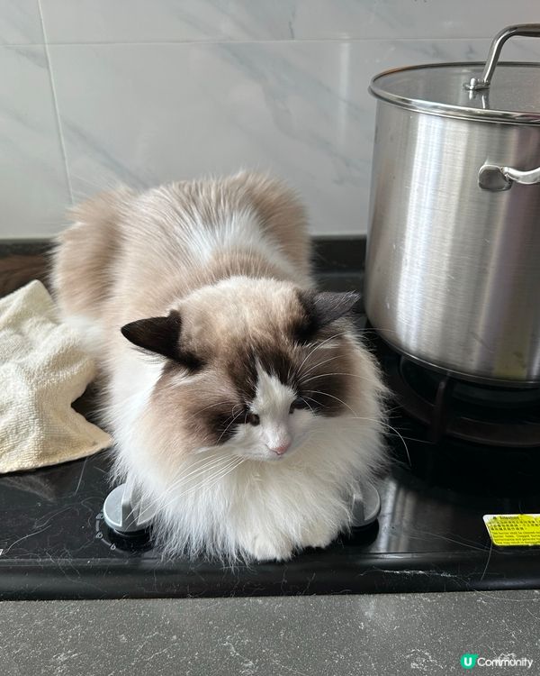 Bubu，呢度係廚房呀