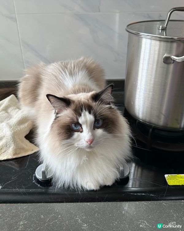 Bubu，呢度係廚房呀