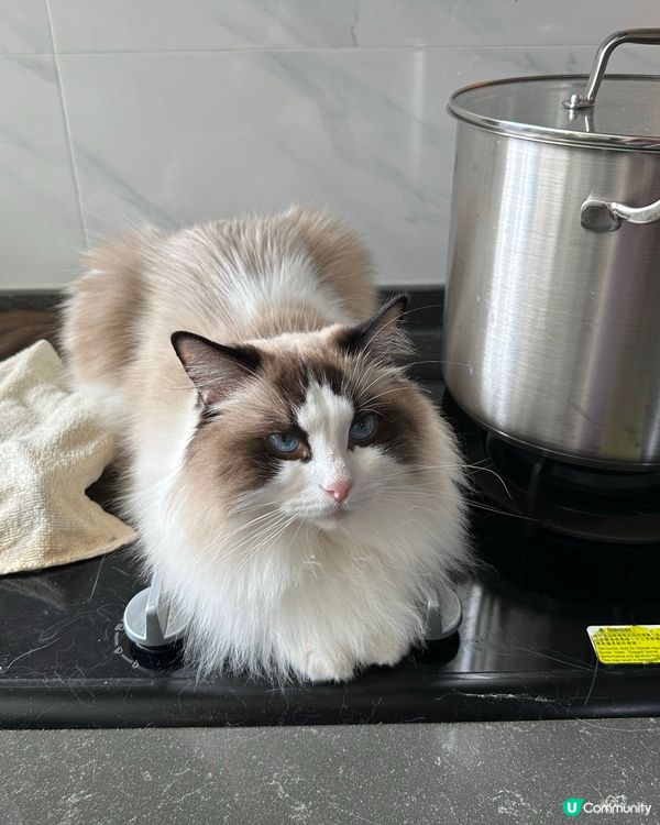 Bubu，呢度係廚房呀