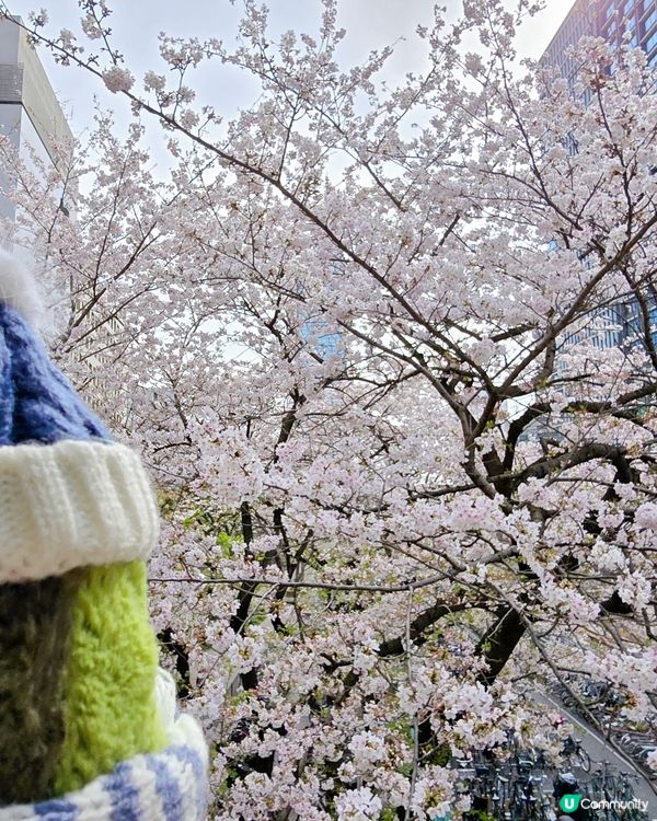 #沉醉櫻花海 🌸