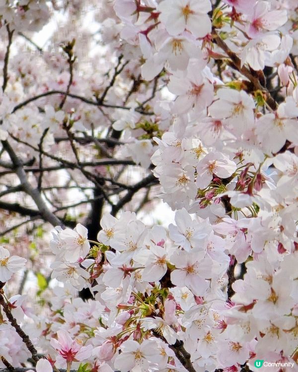 #沉醉櫻花海 🌸