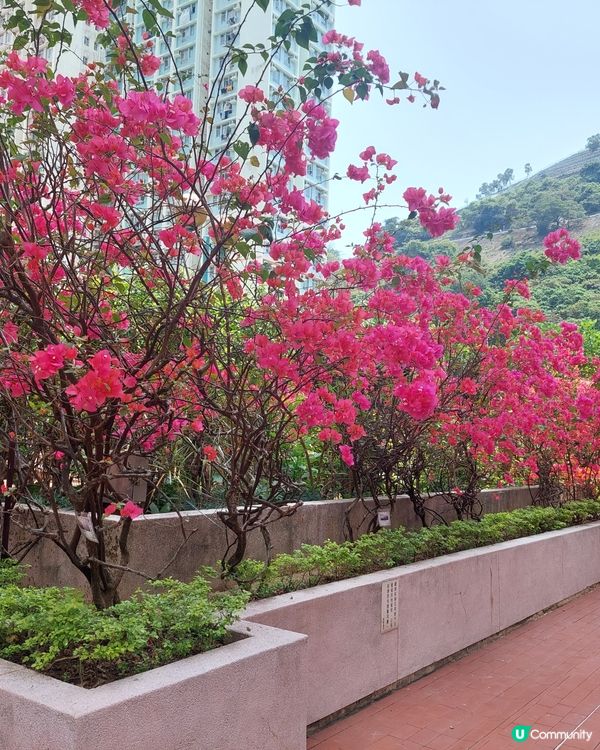 😍🤣😍🤣自己屋苑的紅花