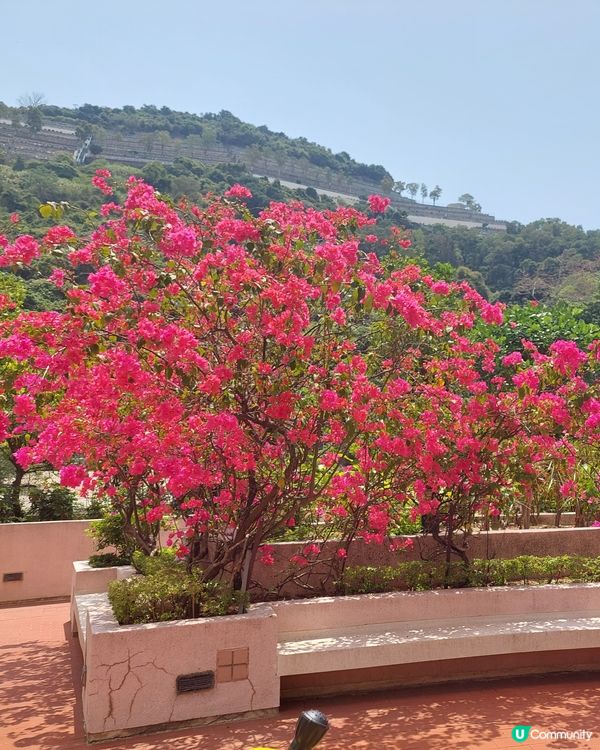 😍🤣😍🤣自己屋苑的紅花