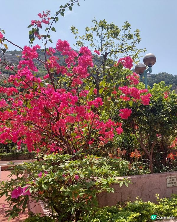 😍🤣😍🤣自己屋苑的紅花