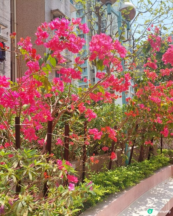 😍🤣😍🤣自己屋苑的紅花