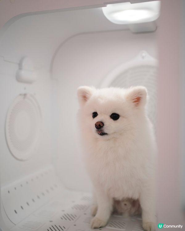 ☀️熱辣辣好去處☀️ - HomeSquare 萌寵潑水節