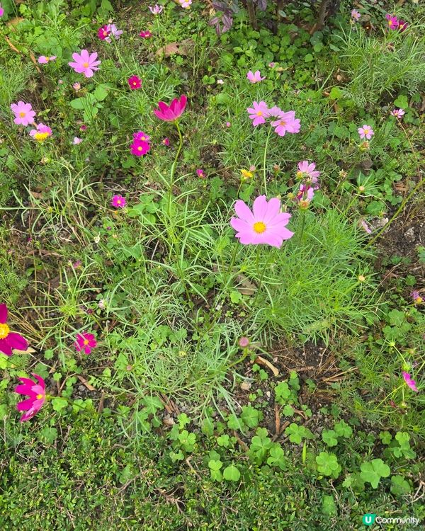 #UCreator #打卡美食 #好去處 #全新景點 #沉醉...